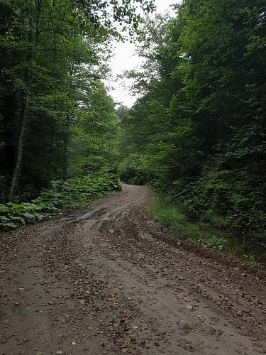 dirt road pathway between trees during daytime gravel